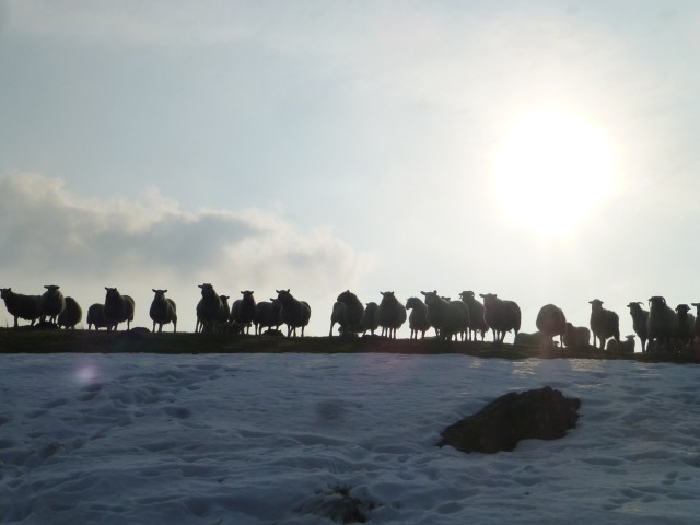 Sheep and Snow